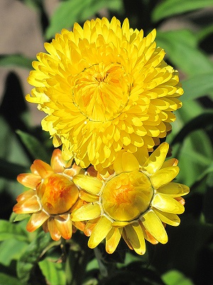 BRACTEANTHA DreamTime Yellow